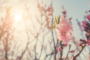 Spring