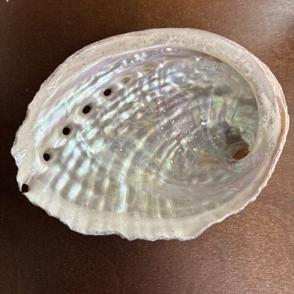Abalone Shell - Medium