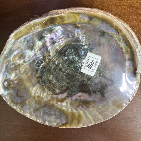 Abalone Shell - Med